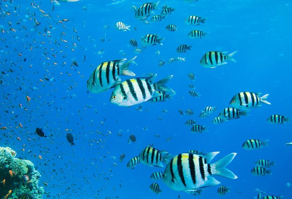 Caribbean Reef Fisheries
