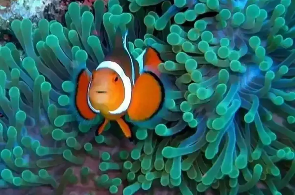 Commensalism in Coral Reefs