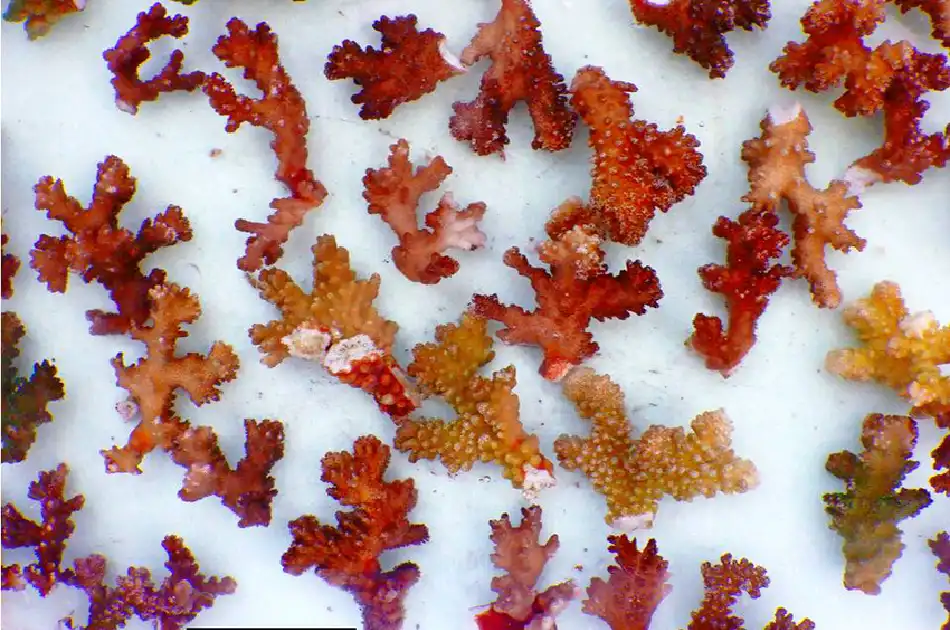 Coral Fragments and Natural Propagation