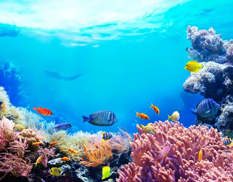 Coral Reef Ecosystems blog