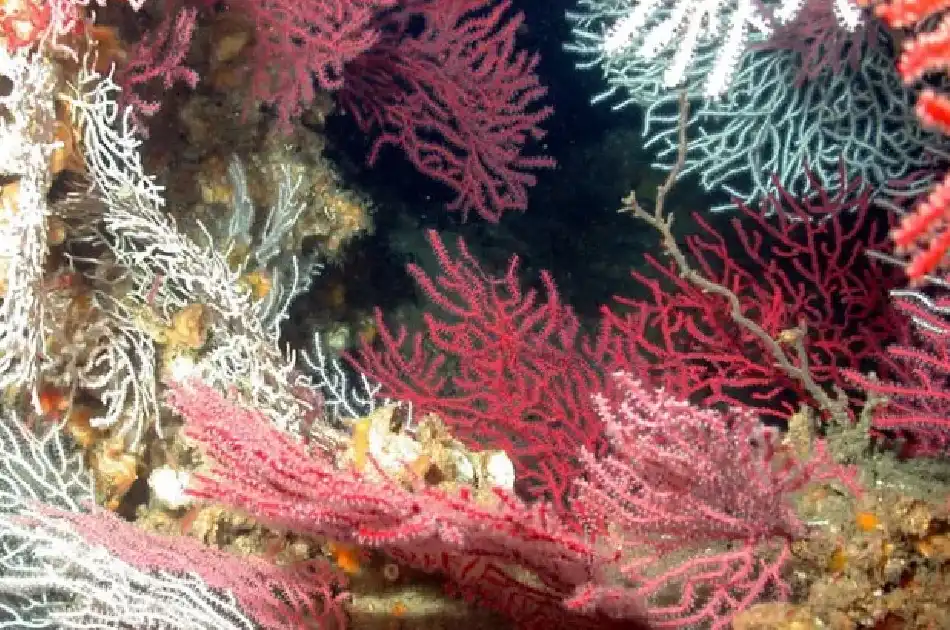 Deep Sea Corals and Deep Water corals