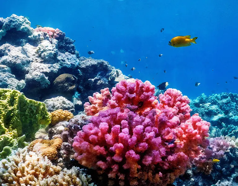 Diversity of Coral Reefs