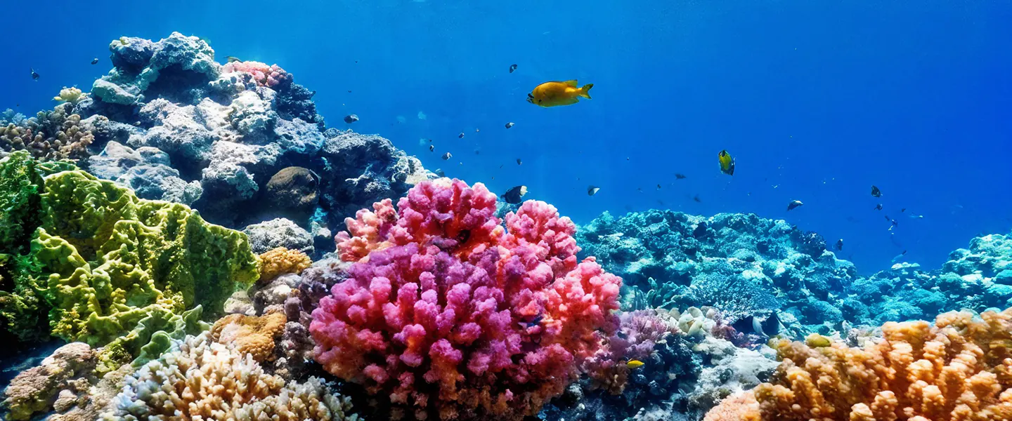 Diversity of Coral Reefs
