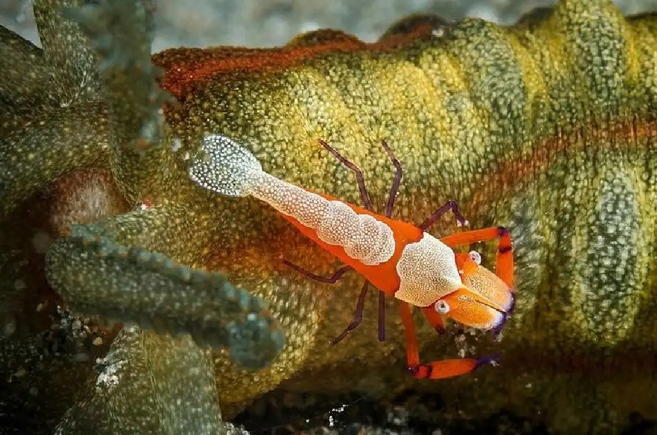 Emperor Shrimp and Sea Cucumbers
