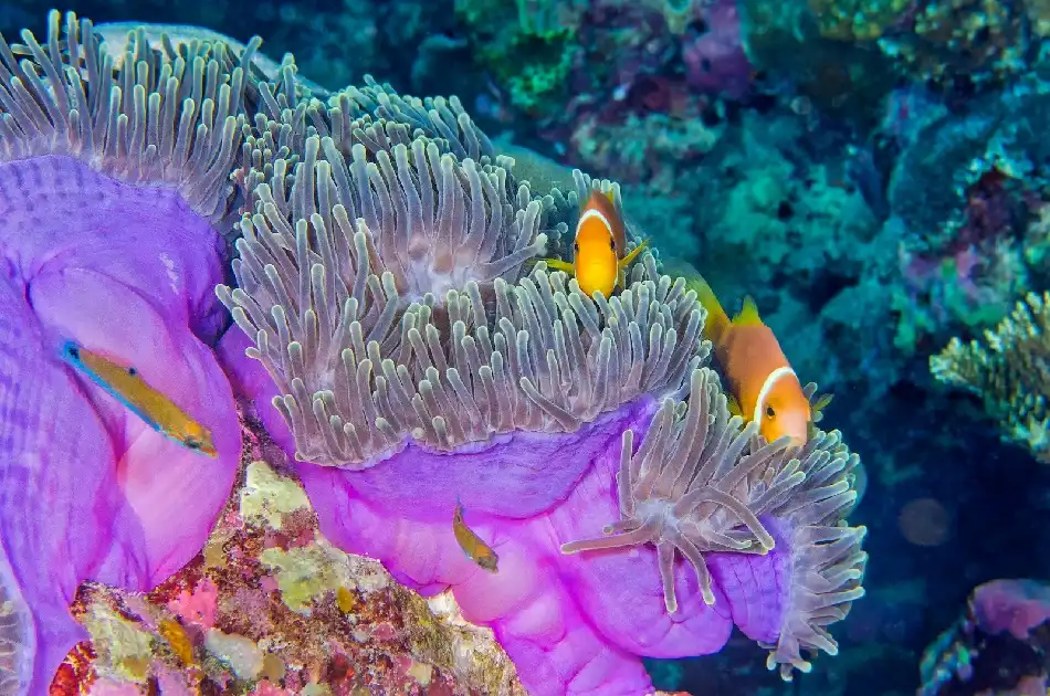 Examples of Commensalism in the Ocean