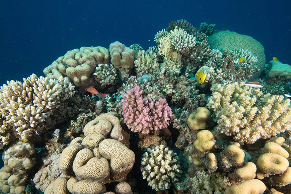 Fringing Reefs: The Coastal Guardians