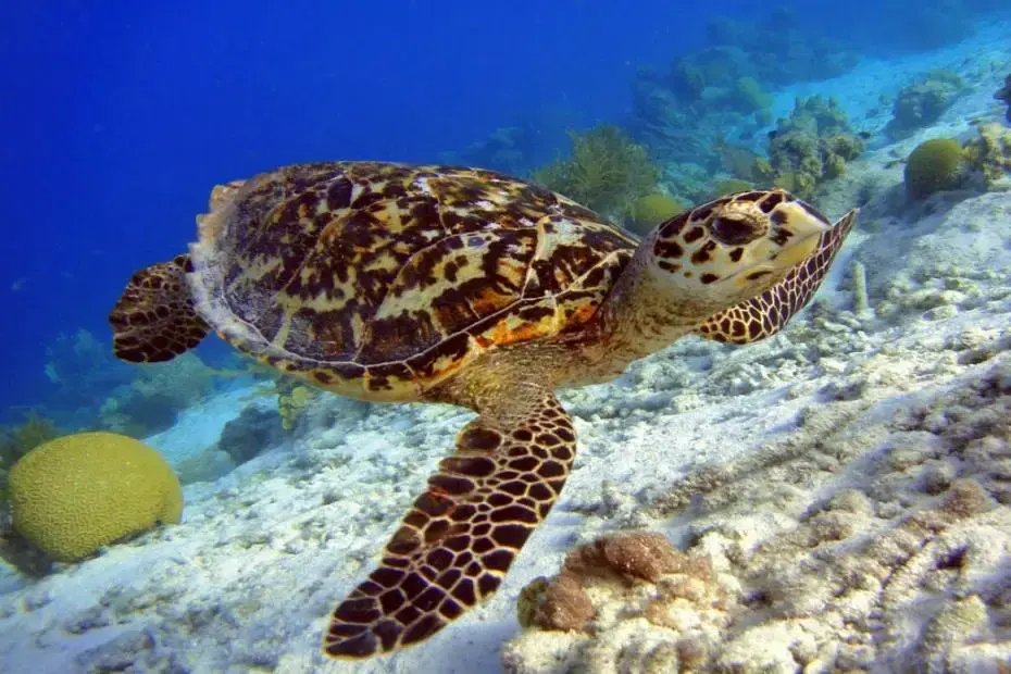 Hawksbill Sea Turtle in India