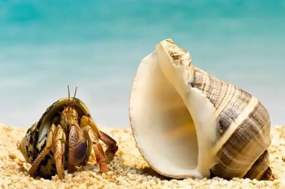 Hermit Crabs and Empty Shells to show the examples of commensalism in the ocean