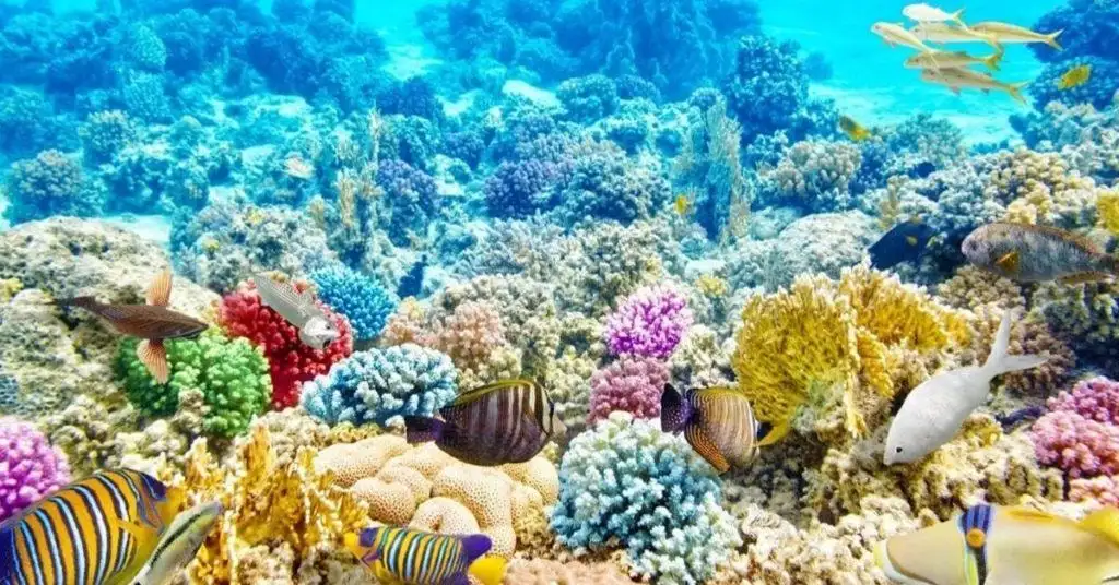 Introduction to Coral Reef Plants