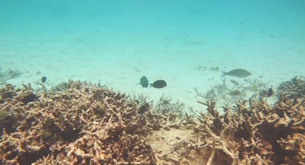 Key Economic Impacts of Coral Reef Loss