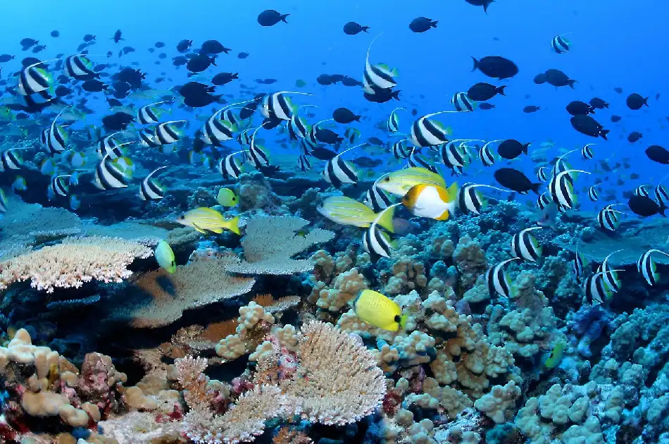 Marine Ecosystems Within Coral Reefs