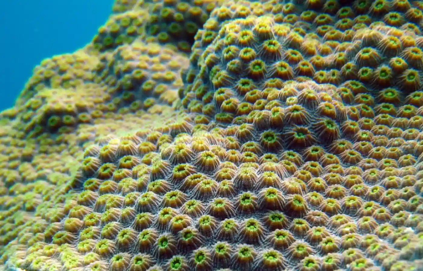 Microscopic Algae: The Invisible Engine of Coral Reefs