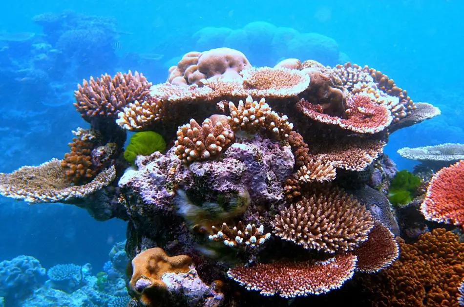 Coral Reefs: Underwater Rainforests Under Threat