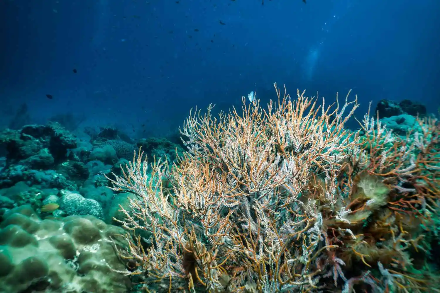 Ocean Acidification: Rising Waters, Falling pH, and the Fight for Our Seas