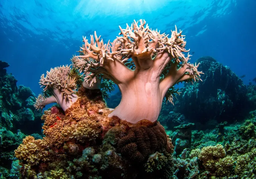 Rare Terrestrial Plants in Reef Environments
