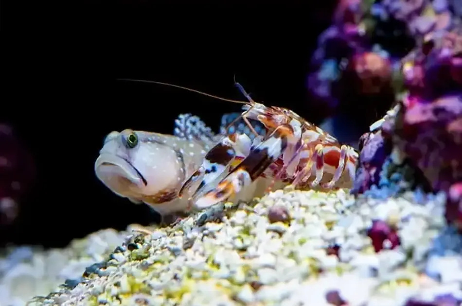 Pistol Shrimp and Marine Partnerships