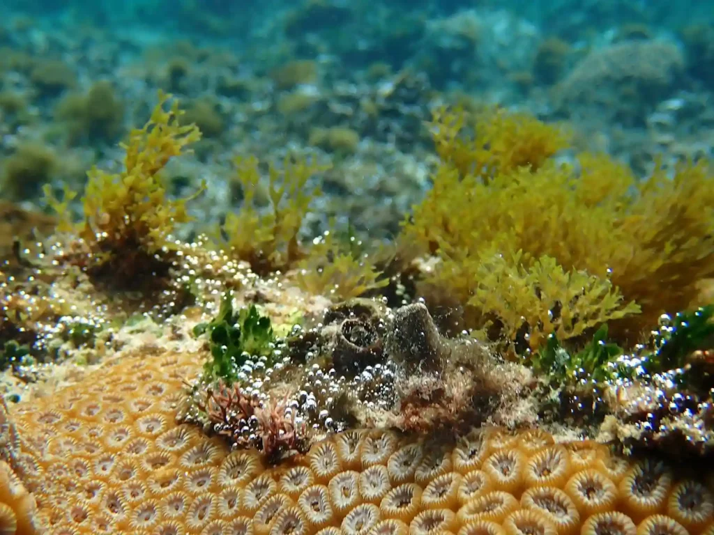Reef Algae: A Delicate Balance