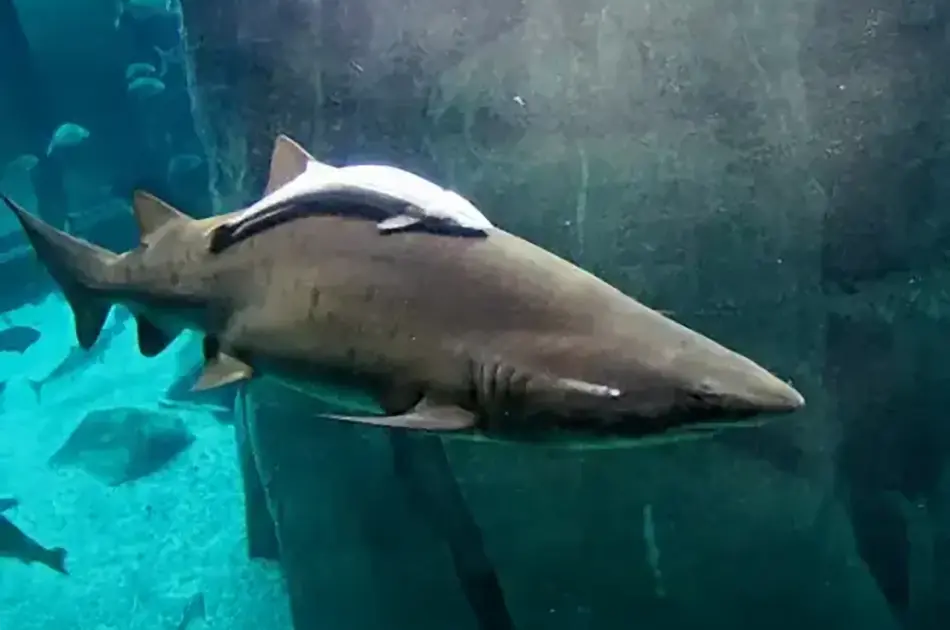 Remora Fish and Larger Marine Animals