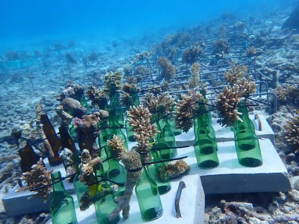 Saving the Ocean's Rainforests: The Importance of Reef Plant Conservation