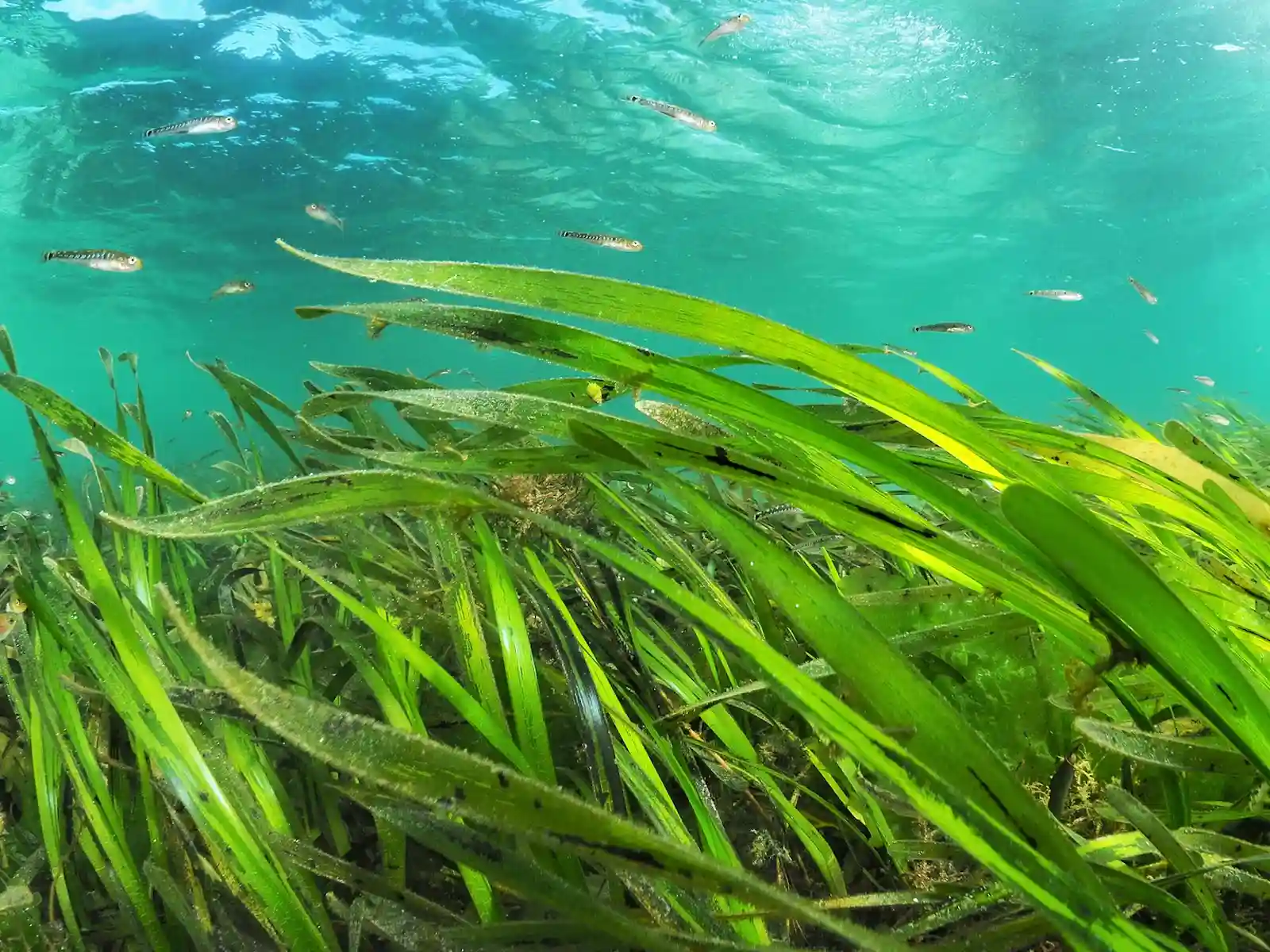 Sea Grasses: The Flowering Meadows of the Reef
