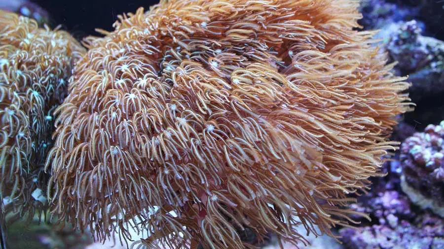 Soft Corals: Flexible Beauty