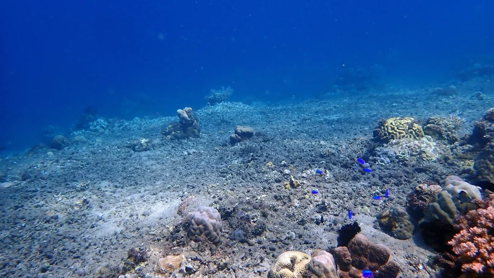 The Economic Impact of Coral Reef Loss: A Comprehensive Analysis
