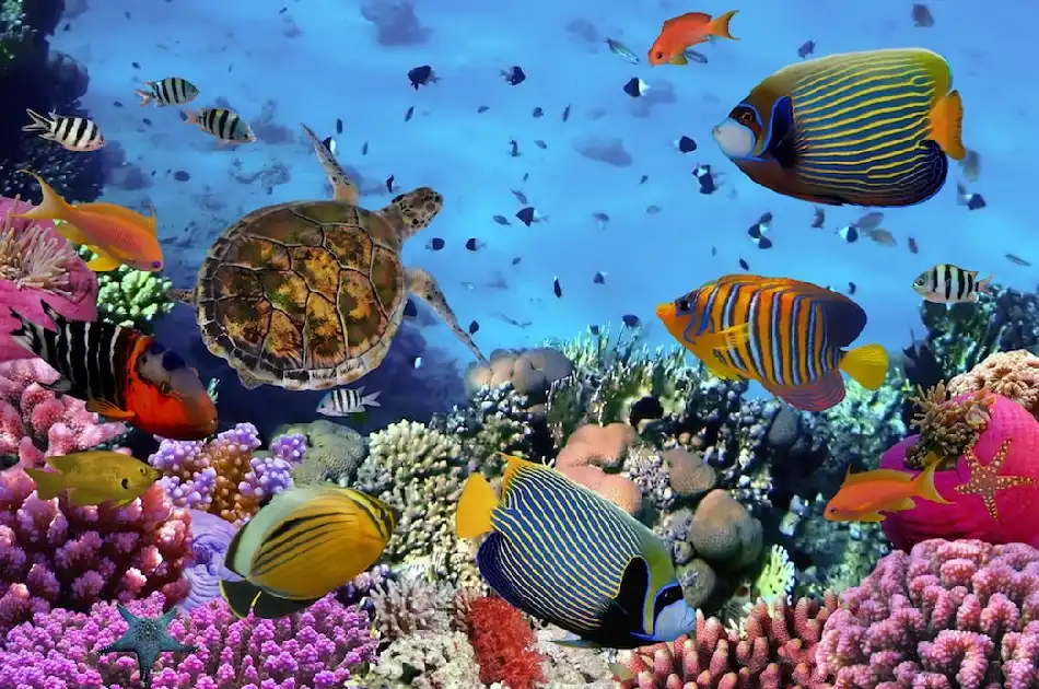 Understanding Coral Reef Ecosystems