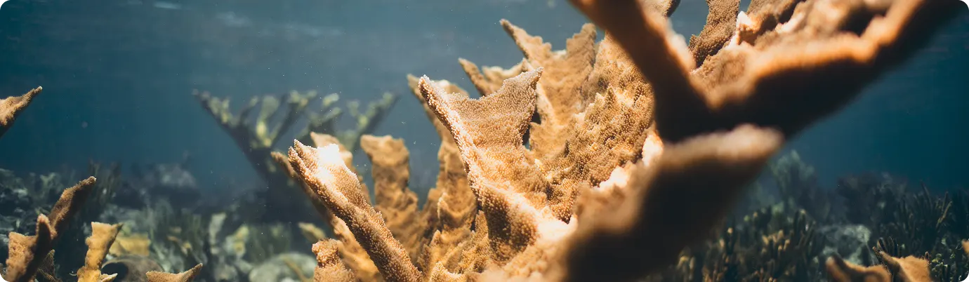 Adopt a coral