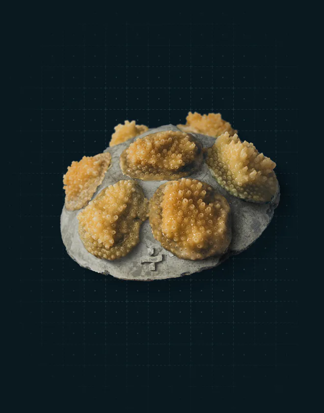 Coral Cookie