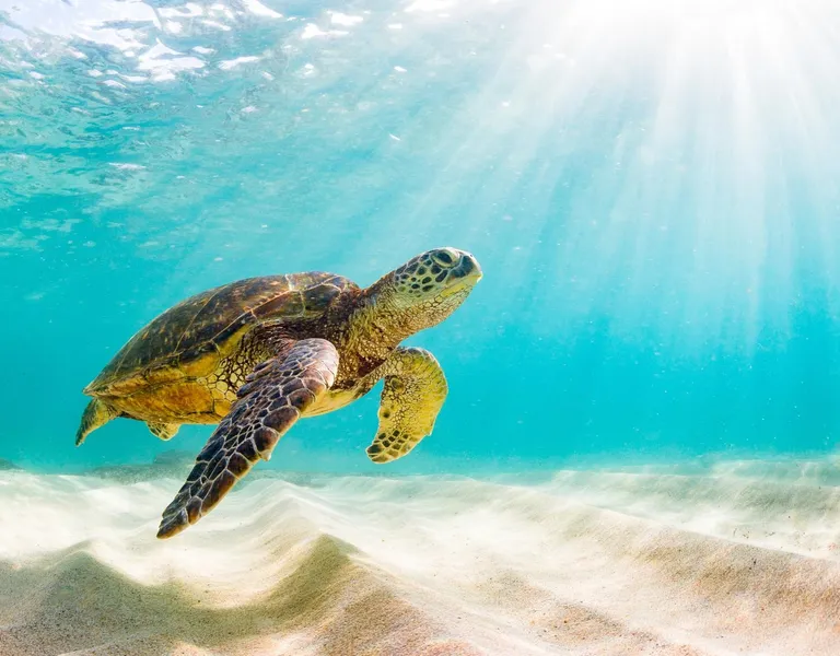 Endangered Sea Animals: Protecting Our Ocean's Most Vulnerable Species