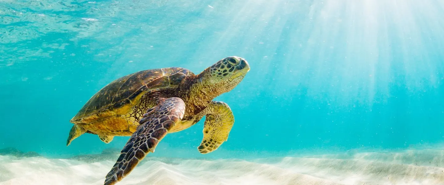 Endangered Sea Animals: Protecting Our Ocean's Most Vulnerable Species