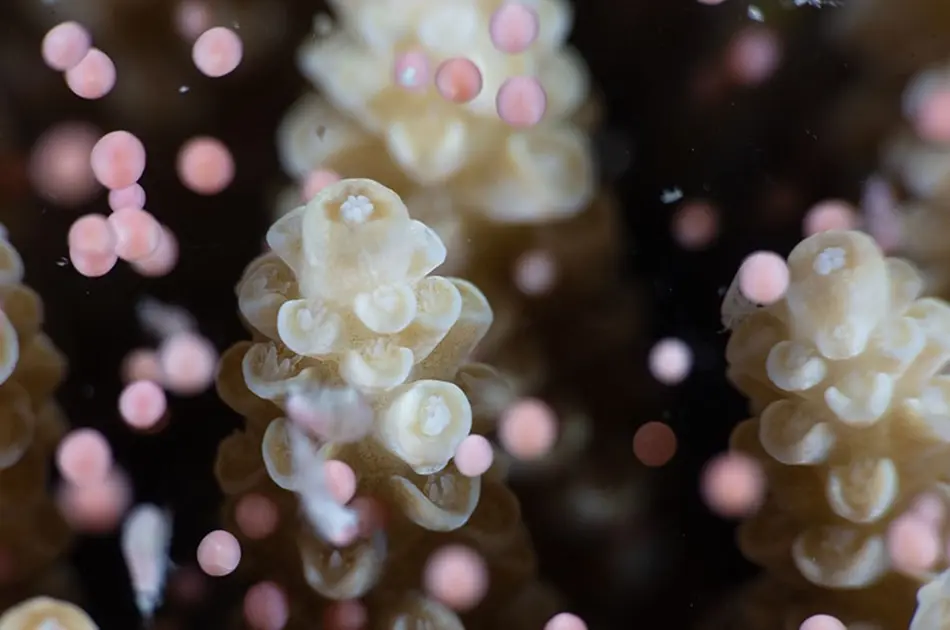 How Corals Reproduce: Eggs and Sperm