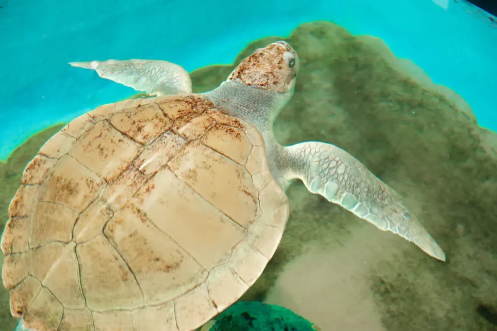 Kemp's Ridley Sea Turtles: A Conservation Challenge