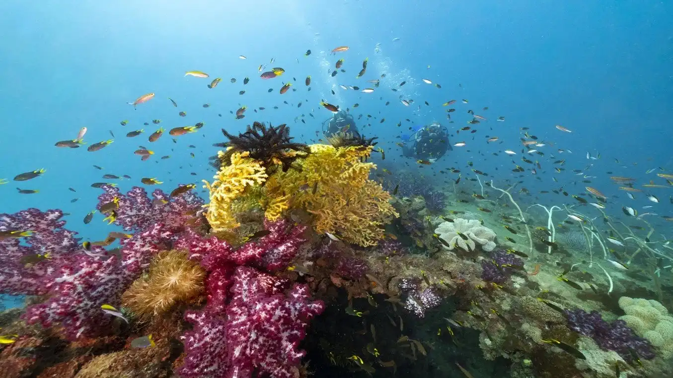 The Building Blocks: Coral Reef Foundations
