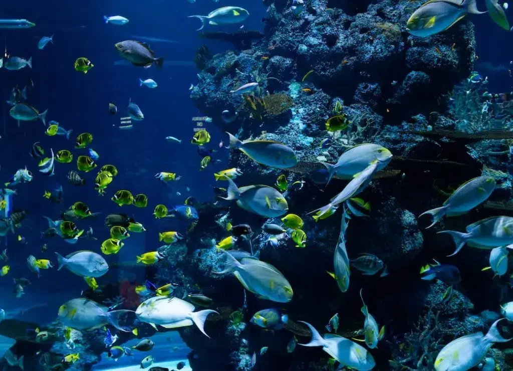 Marine Ecosystems: Ocean Biodiversity Under Threat