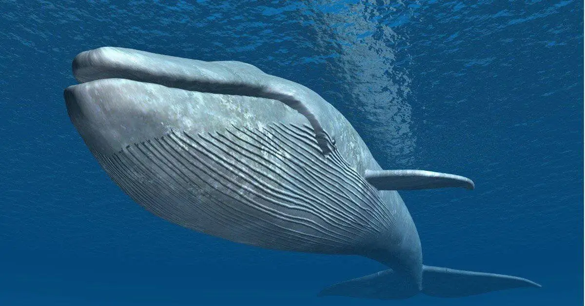 Blue Whales: The Largest Endangered Animals