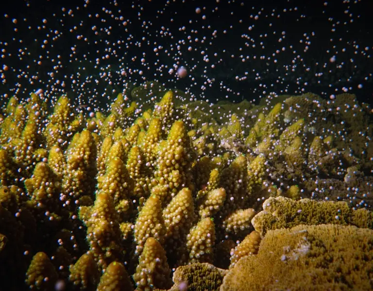 Coral Spawning: Nature's Spectacular Underwater Fireworks