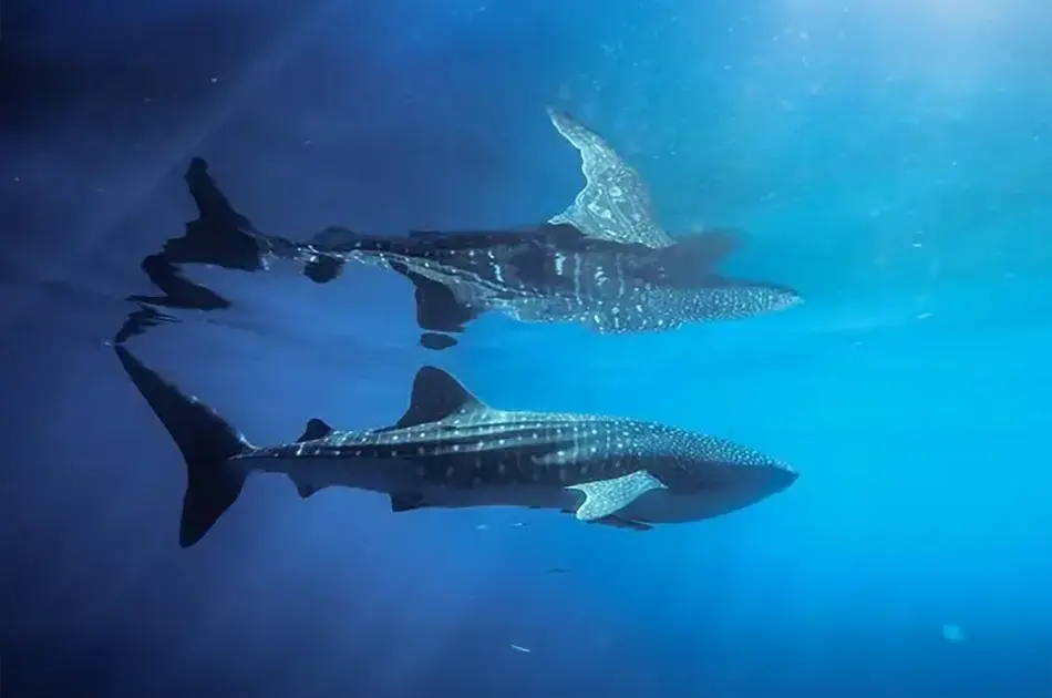 Whale Sharks: Gentle Giants at Risk