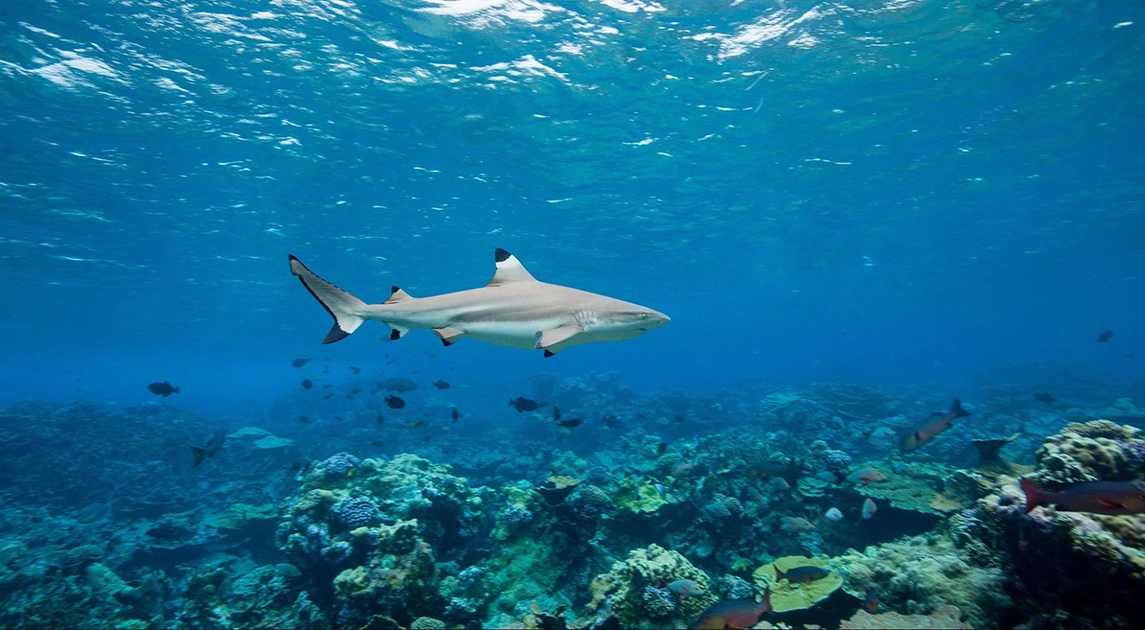 Reef Sharks: Vital Predators