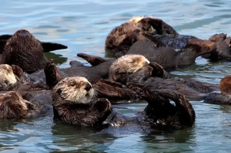 Sea Otters: Keystone Species Recovery