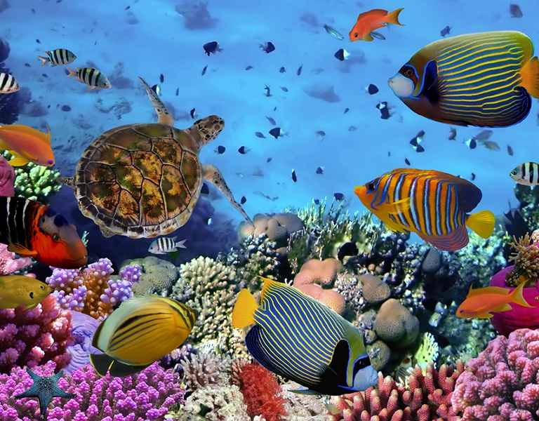 The Fascinating World of Coral Reef Animals: Exploring Marine Life in These Vital Ecosystems