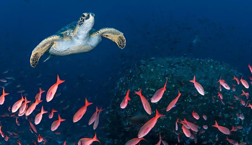 Galapagos Islands: Unique Marine Life