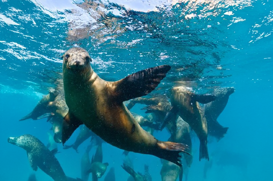 Sea Lions: Adapting to Changing Conditions