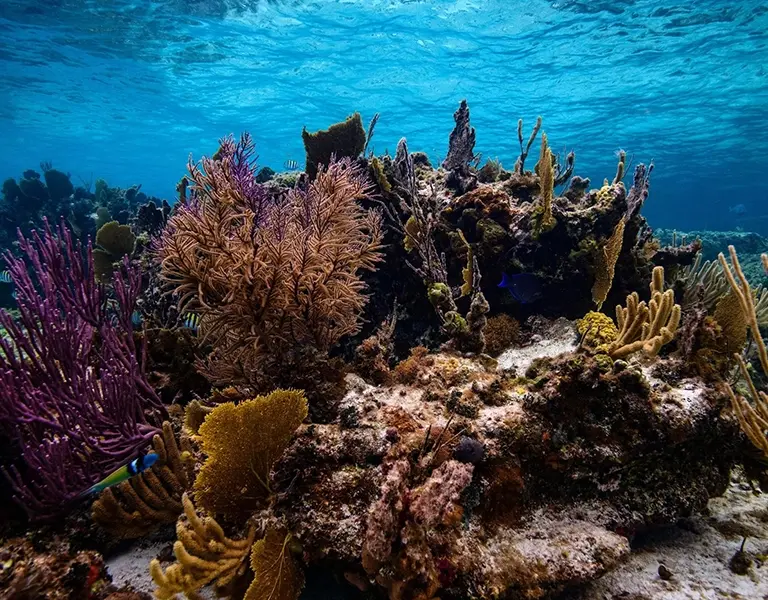 Plants in a Coral Reef: The Vital Foundation of Ocean Ecosystems