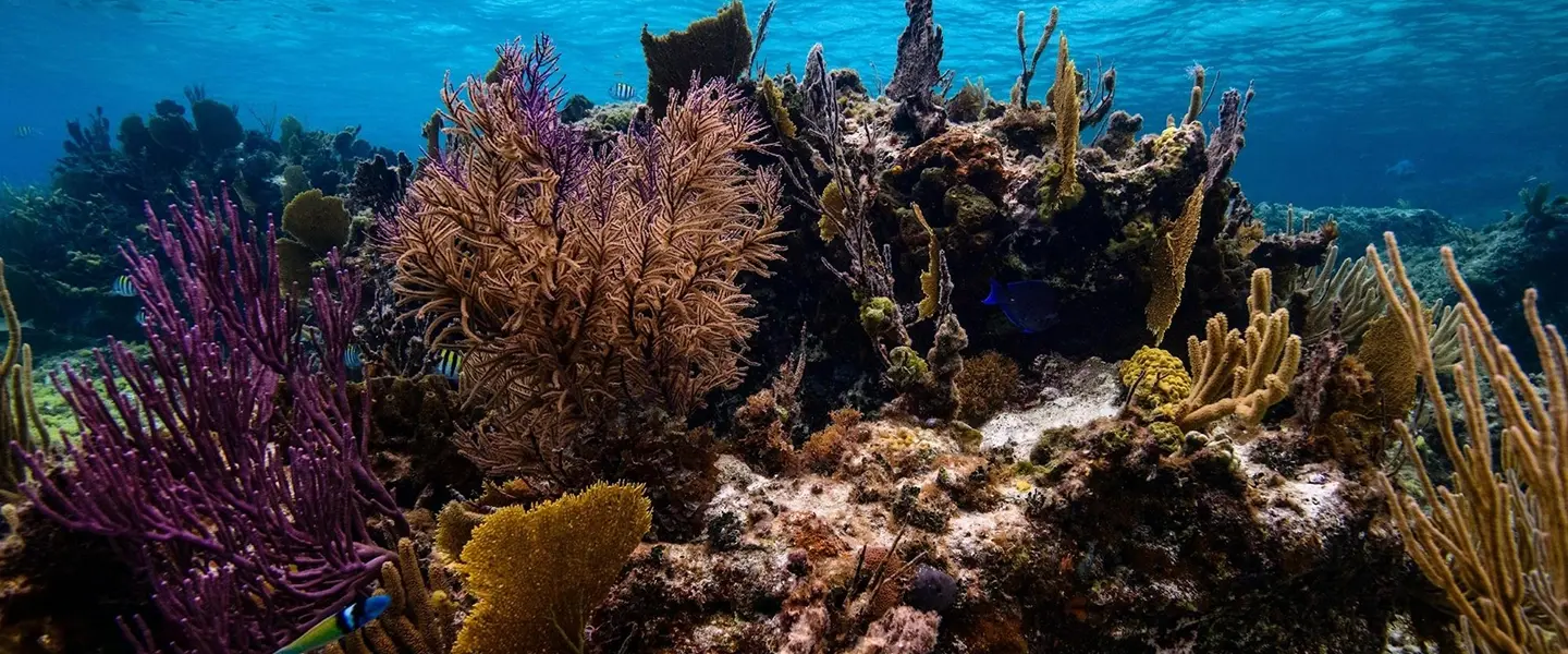 Plants in a Coral Reef: The Vital Foundation of Ocean Ecosystems