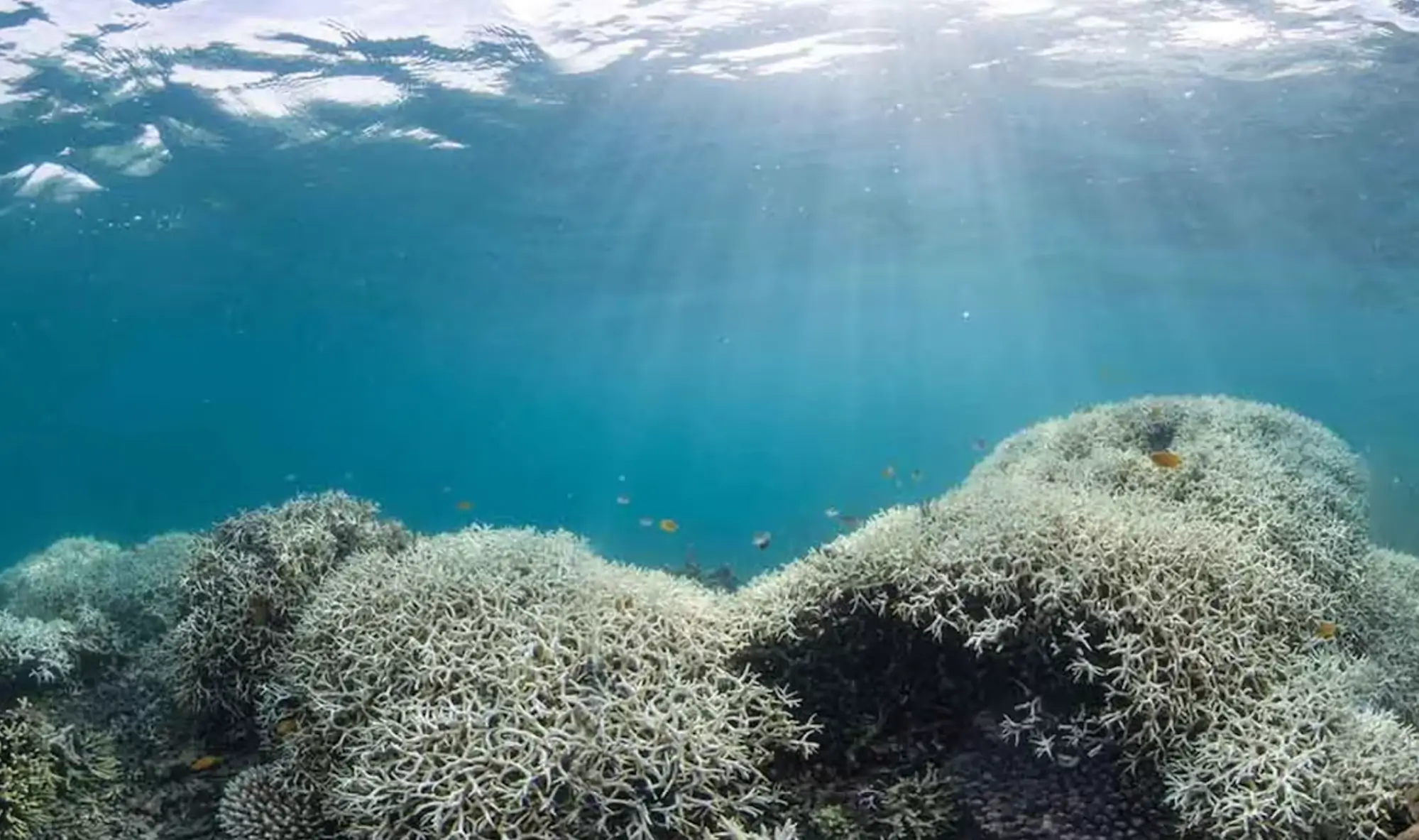 Climate Change: The Ultimate Challenge for Marine Life