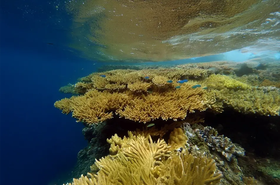 Patch Reefs