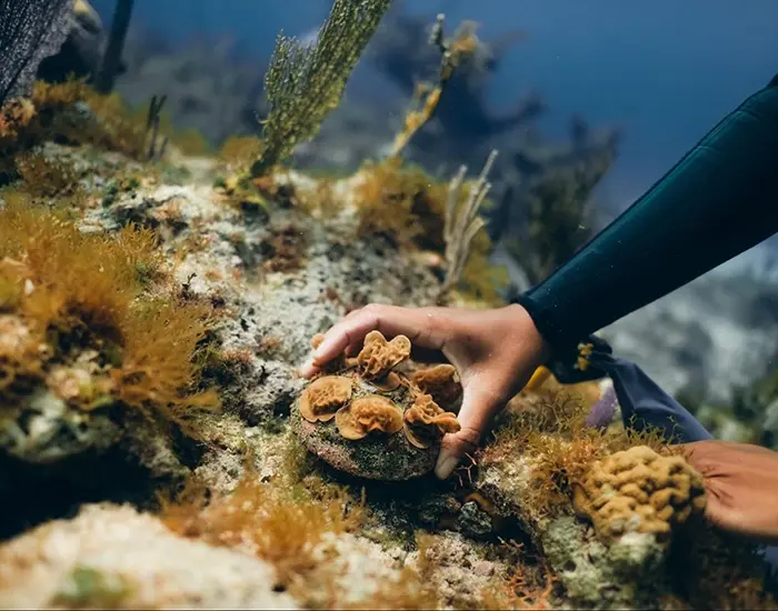 Coral Vita's Revolutionary Approach to Coral Restoration Creates Economic Opportunities in The Bahamas