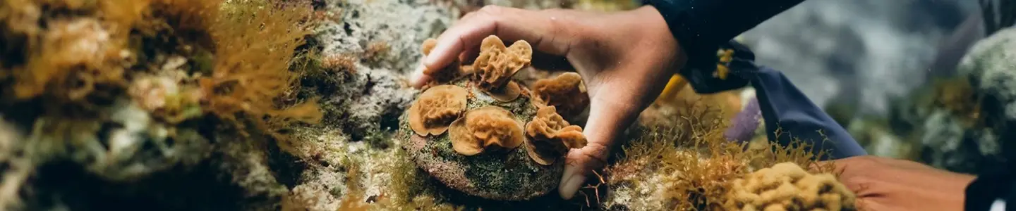Coral Vita's Revolutionary Approach to Coral Restoration Creates Economic Opportunities in The Bahamas