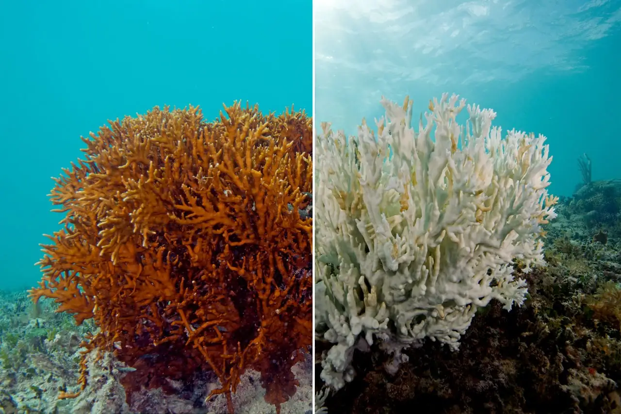 Coral Bleaching